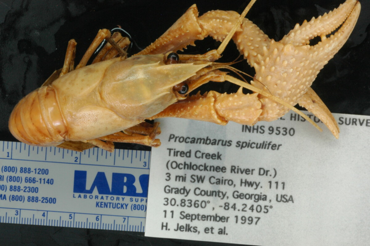 Procambarus spiculifer image